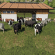 Cows. In case you were wondering.